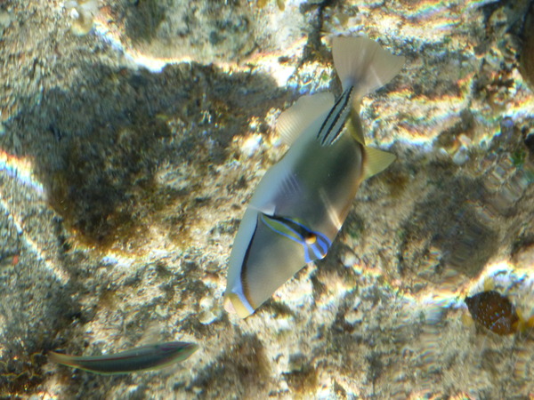 Triggerfish - Arabian Picasso Triggerfish