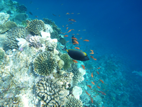 Surgeonfish - Orangespine unicornfish