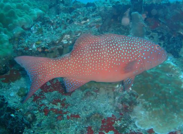 Groupers - Leopard Coral Grouper