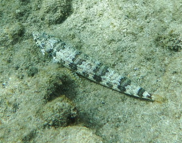Lizardfish - Gracile Lizardfish