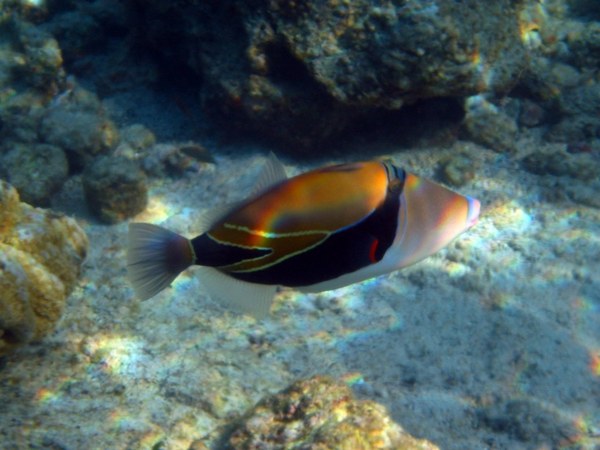 Triggerfish - Reef Triggerfish