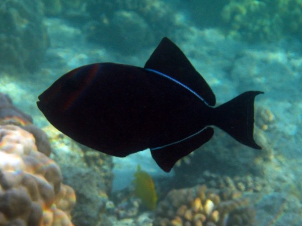 Triggerfish - Black Durgon