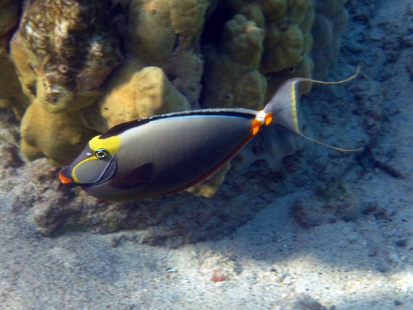 Surgeonfish - Orangespine Surgeonfish