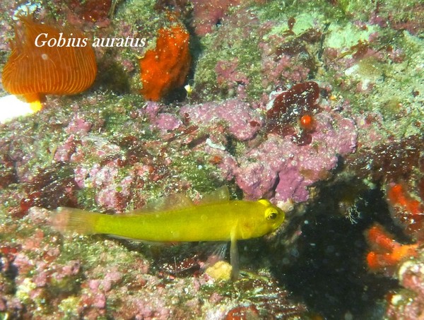 Gobies - Golden Goby