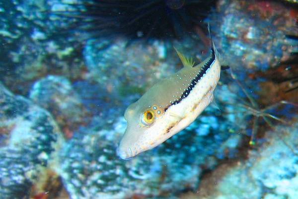 Pufferfish - Macaronesian sharpnose-puffer
