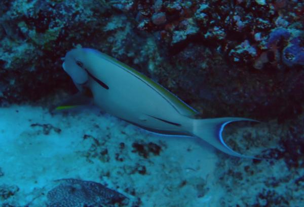 Surgeonfish - Eye-line Surgeonfish