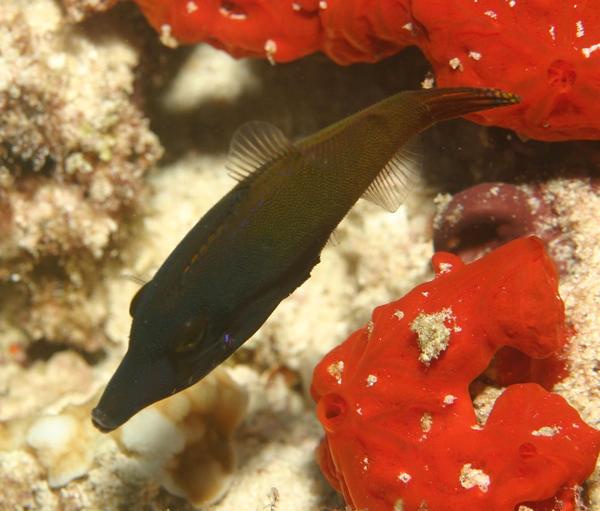 Filefish - Blackbar Filefish