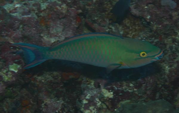 Parrotfish - Tricolour Parrotfish