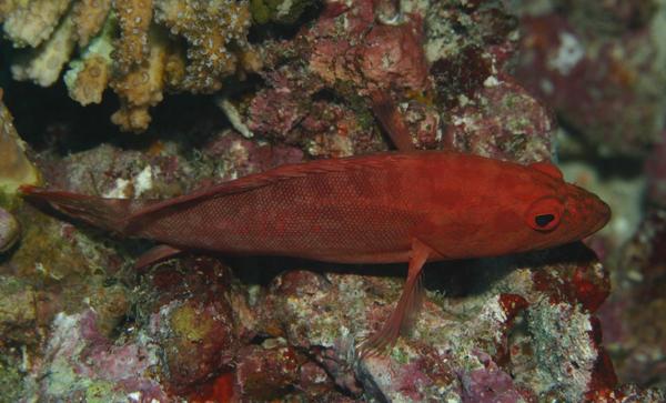 Groupers - Strawberry Hind