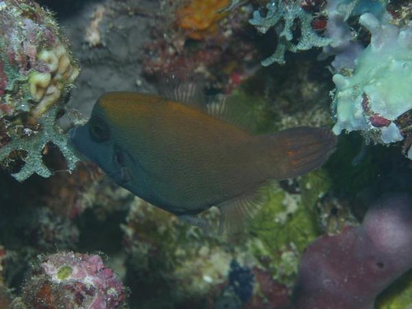 Filefish - Blackbar Filefish