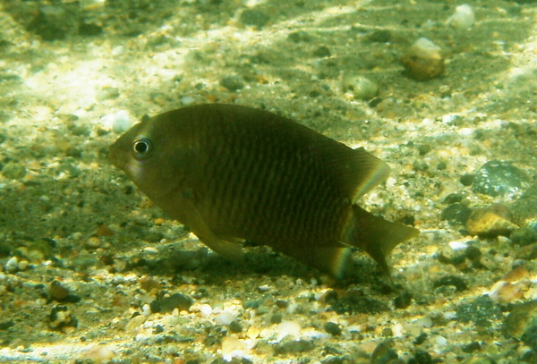 Damselfish - Dusky Damselfish