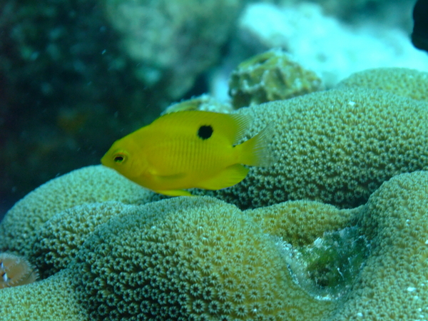 Damselfish - Threespot Damselfish