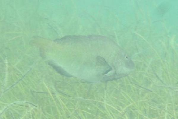 Parrotfish - Bucktooth Parrotfish