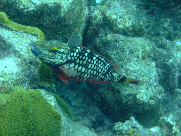 Parrotfish - Stoplight Parrotfish