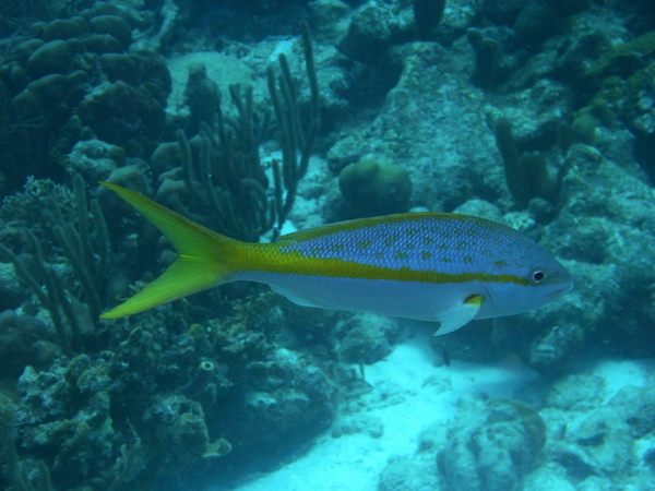 Snappers - Yellowtail Snapper