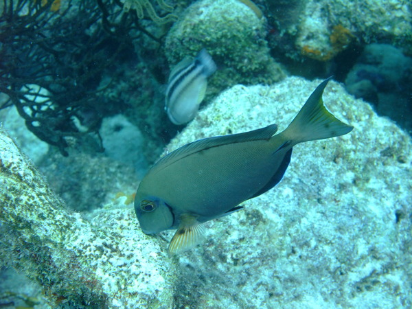 Surgeonfish - Doctorfish
