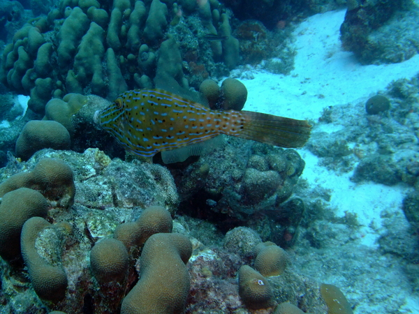 Filefish - Scrawled Filefish