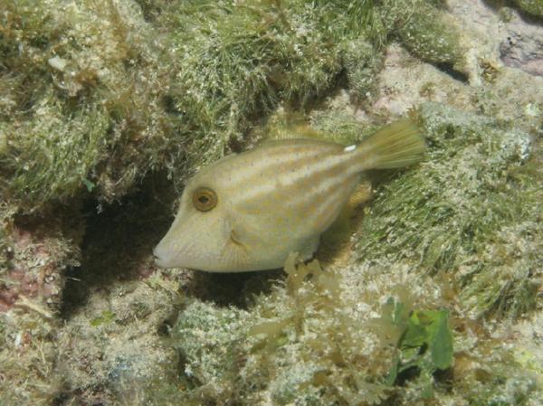 Filefish - Orangespotted Filefish