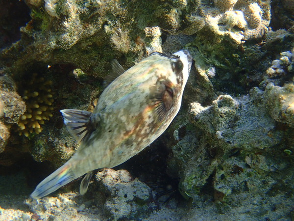 Pufferfish - Masked Puffer
