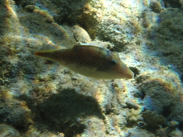 Pufferfish - Red Sea Toby