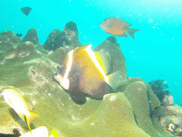 Butterflyfish - Humphead bannerfish