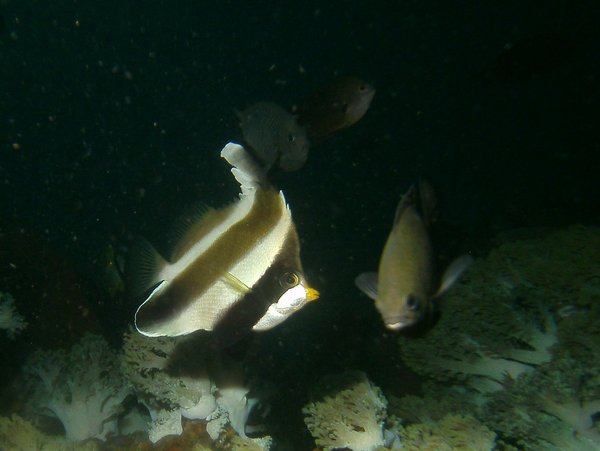 Butterflyfish - Pennant bannerfish