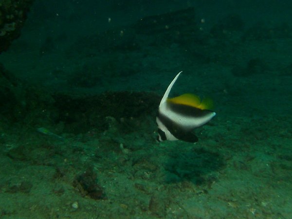 Butterflyfish - Singular Bannerfish