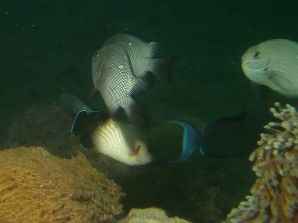 angelfish - Pearl-scaled angelfish