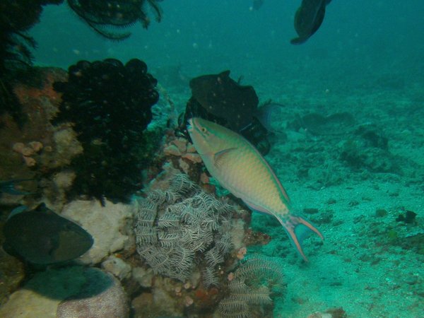 Parrotfish - Tricolour Parrotfish