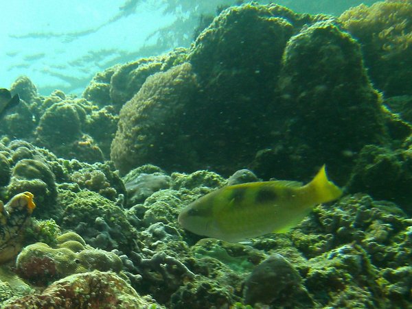 Parrotfish - Yellow-barred parrotfish