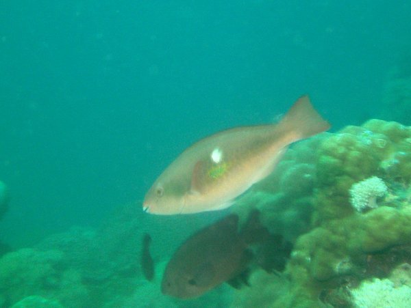 Parrotfish - Bluepatch parrotfish