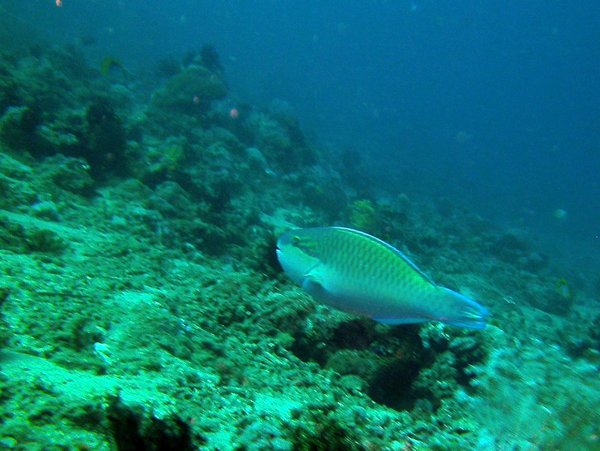 Parrotfish - Indian Parrotfish