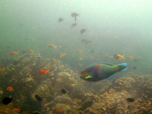 Parrotfish - Surf parrotfish