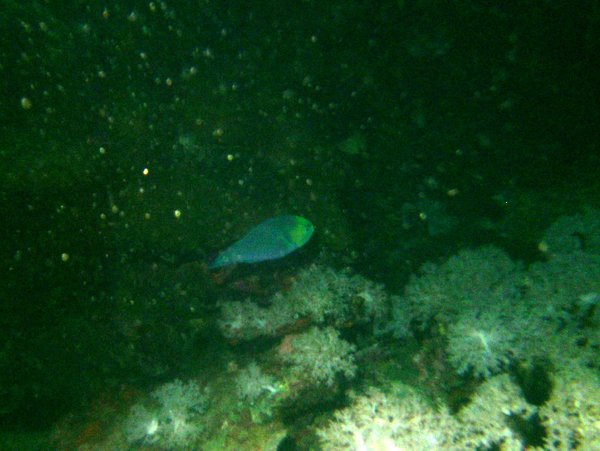 Parrotfish - greensnout parrotfish