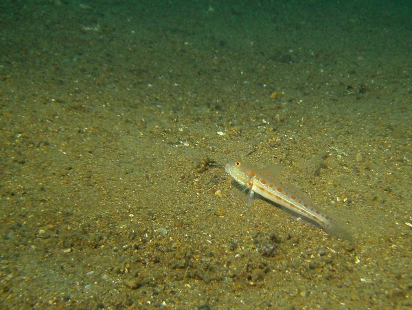 Gobies - Maiden goby