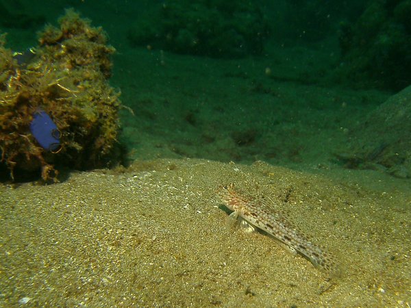 Gobies - Decorated goby