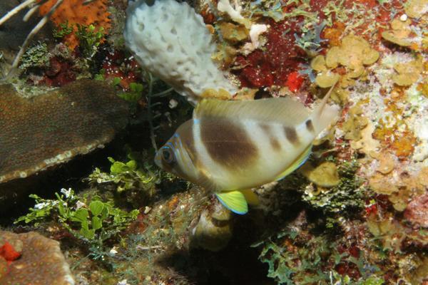 Hamlets - Barred Hamlet