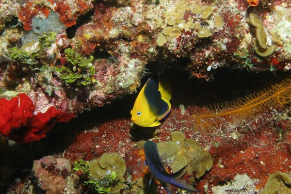 Angelfish - Rock Beauty