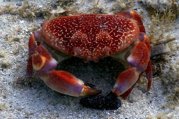 True Crabs - Batwing Coral Crab