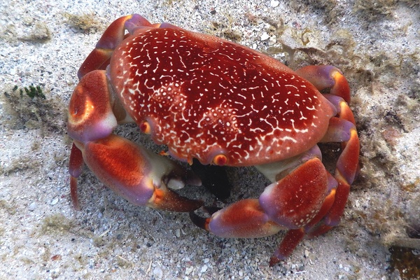 True Crabs - Batwing Coral Crab