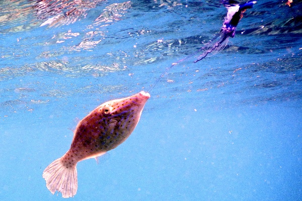 Filefish - Scrawled Filefish