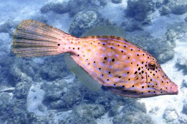 Filefish - Scrawled Filefish