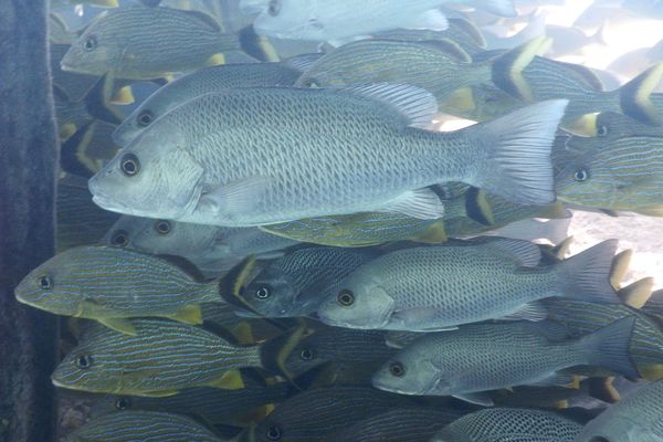 Snappers - Gray Snapper