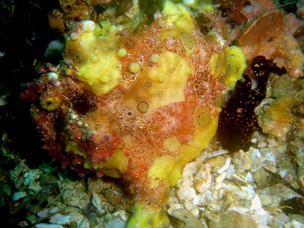 Frogfish - Warty Frogfish
