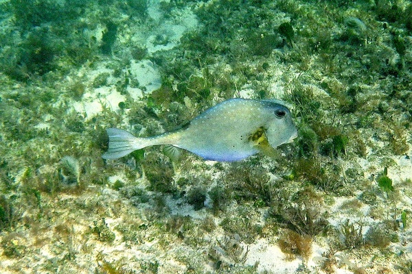 Trunkfish - Buffalo Trunkfish