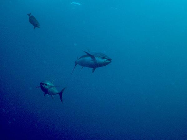 Tunas - Yellowfin Tuna