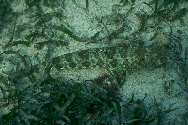 Lizardfish - Sand Diver