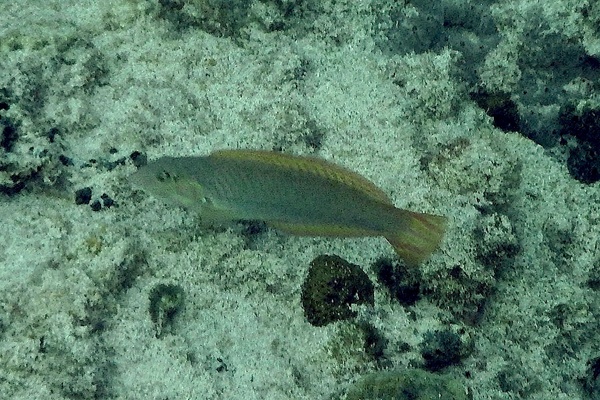 Wrasse - Painted Wrasse