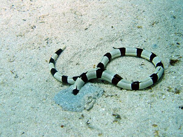 Snake Eels - Harlequin Snake Eel
