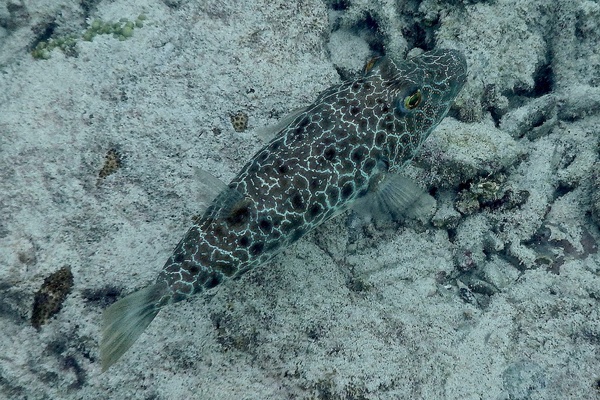 Pufferfish - Checkered Puffer